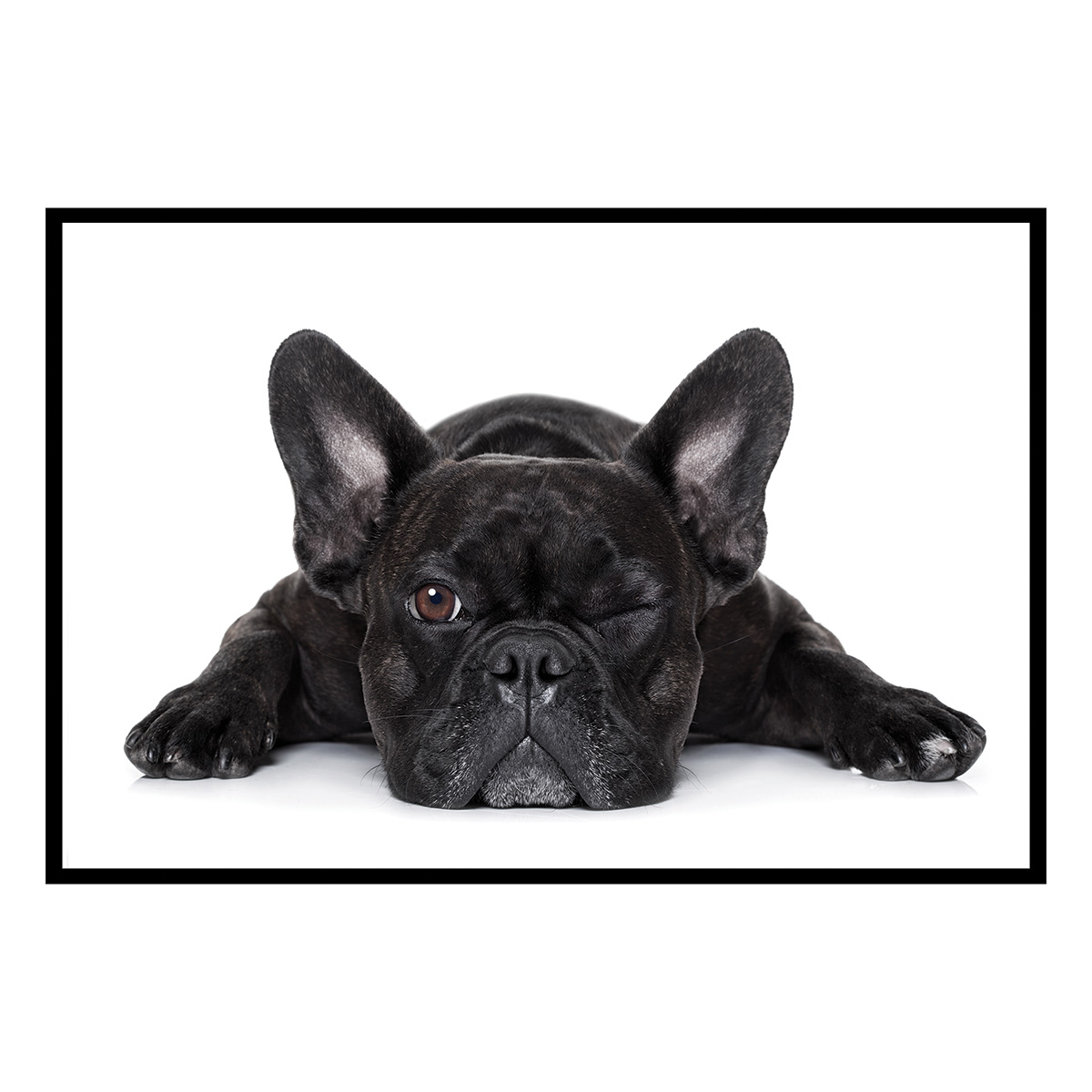 Affiche encadrée bouledogue français noir, HEXOA