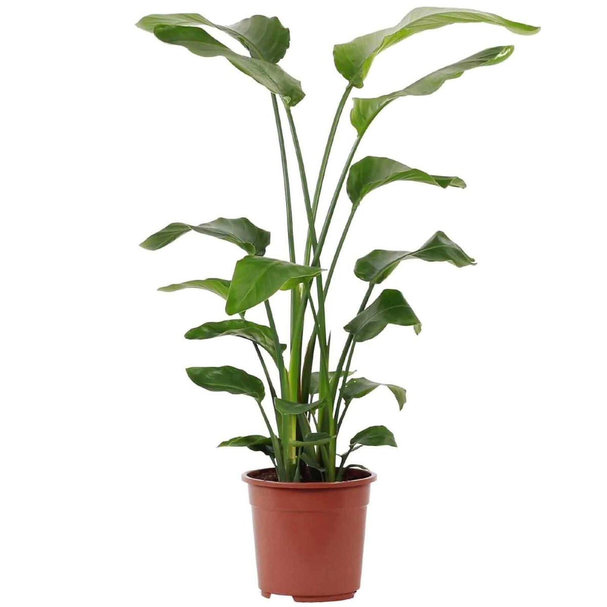 Planta Strelitzia Nicolai, BIOMA, BIOMA PLANTS