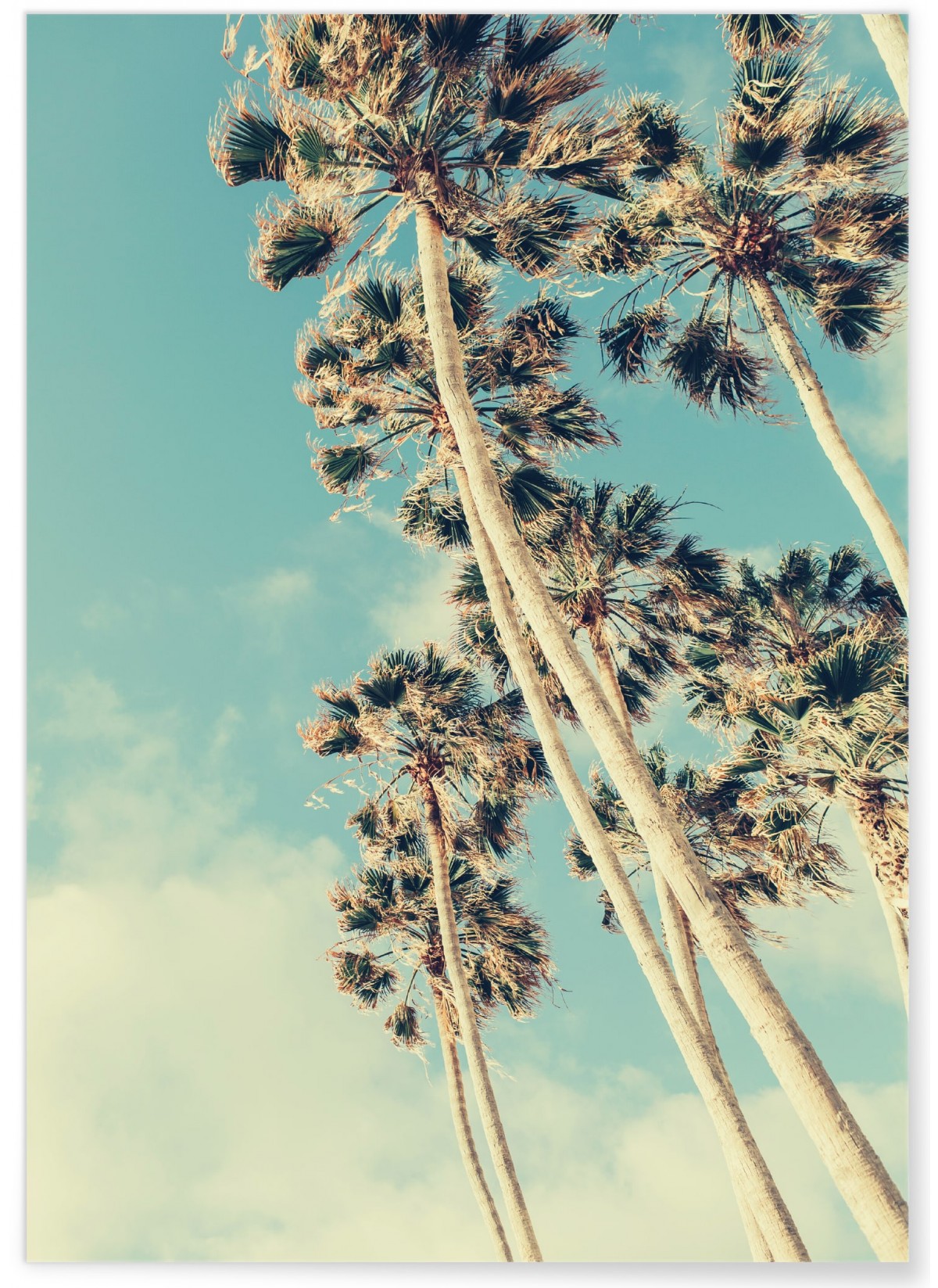 Poster Palm Trees 7, L'AFFICHERIE